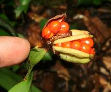 Image of Neomarica variegata (M. Martens & Galeotti) Henrich & Goldblatt