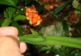 Image of Neomarica variegata (M. Martens & Galeotti) Henrich & Goldblatt