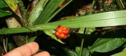 Image of Neomarica variegata (M. Martens & Galeotti) Henrich & Goldblatt