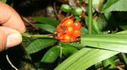 Image of Neomarica variegata (M. Martens & Galeotti) Henrich & Goldblatt