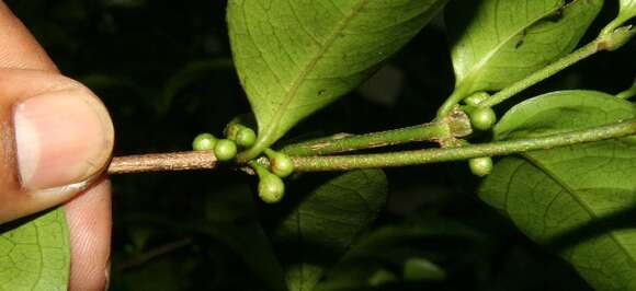 صورة Cassipourea guianensis Aubl.