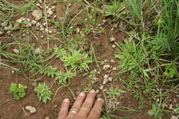 Image of Rough-Hair Rosette Grass