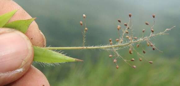 Image of Rough-Hair Rosette Grass