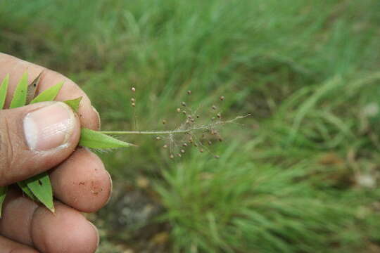 Image of Rough-Hair Rosette Grass