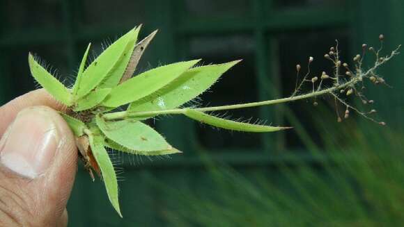 Image of Rough-Hair Rosette Grass