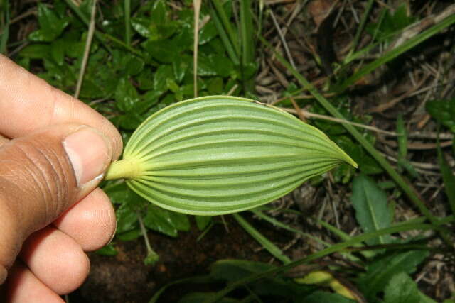 صورة Sobralia