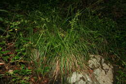 Image of Caribbean sedge