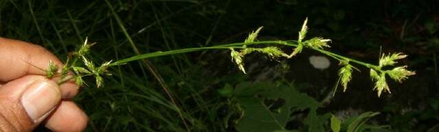 Image of Caribbean sedge