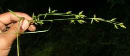 Image of Caribbean sedge