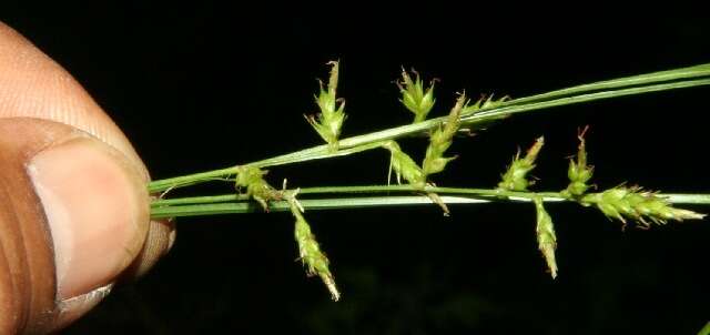 Image of Caribbean sedge