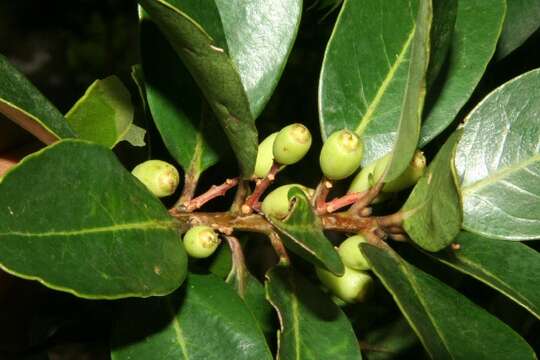 Image of Symplocos costaricana Hemsl.