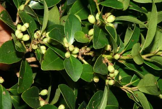 Image of Symplocos costaricana Hemsl.