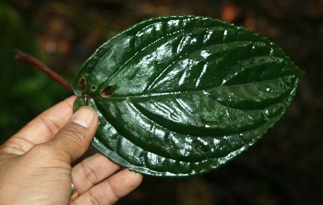 Image of Drymonia turrialvae Hanst.