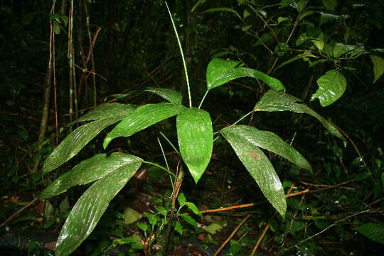 Image of Chamaedorea dammeriana Burret