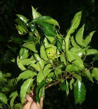 Sivun Croton megistocarpus J. A. González & Poveda kuva