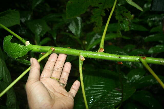 صورة Cecropia insignis Liebm.