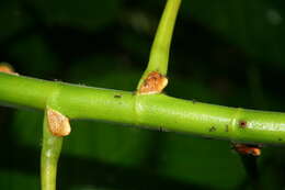 صورة Cecropia insignis Liebm.