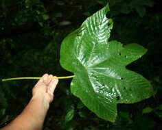 Cecropia insignis Liebm.的圖片