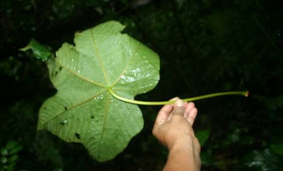 Image of Guarumo tree