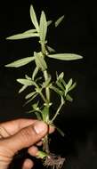 Image of Bacopa monnierioides (Cham.) B. L. Robinson