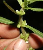 Image of Bacopa monnierioides (Cham.) B. L. Robinson