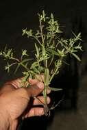 Image of Bacopa monnierioides (Cham.) B. L. Robinson