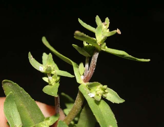 Image of Bacopa monnierioides (Cham.) B. L. Robinson