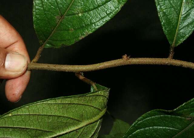 Image de Tournefortia hirsutissima