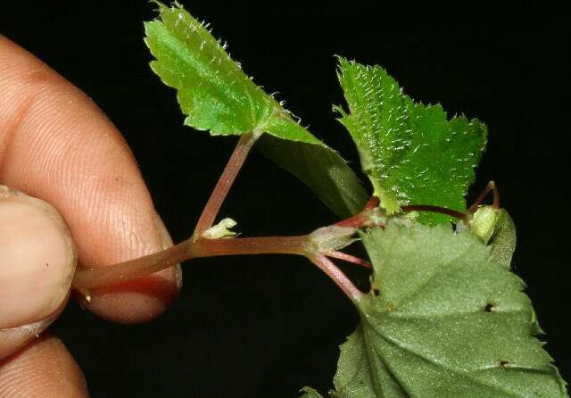 Image of Begonia semiovata Liebm.