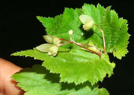 Image of Begonia semiovata Liebm.