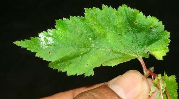 Слика од Begonia semiovata Liebm.