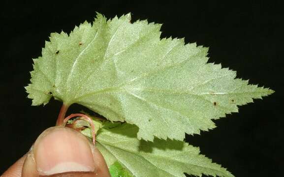 Слика од Begonia semiovata Liebm.