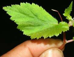 Image of Begonia semiovata Liebm.