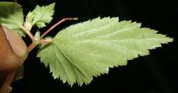 Image of Begonia semiovata Liebm.