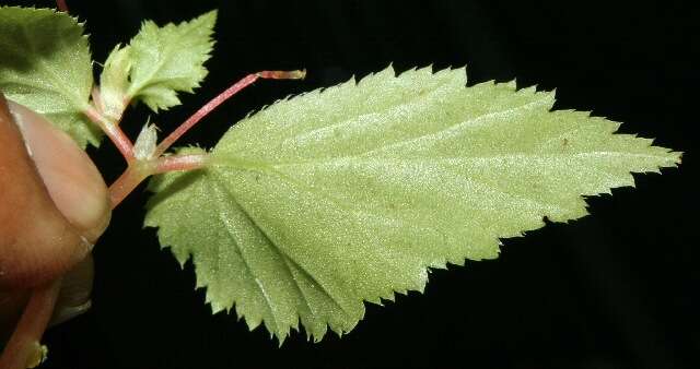 Слика од Begonia semiovata Liebm.