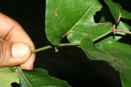 Image of Piper tuberculatum Jacq.