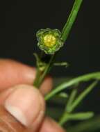 Image of Cosmos crithnofolius