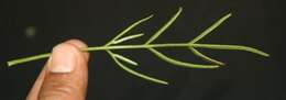 Image of Cosmos crithnofolius