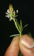 Image of white moneywort