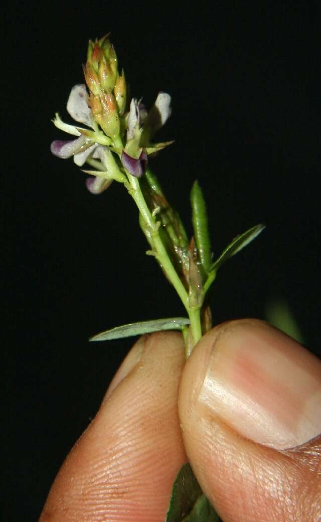 Image of white moneywort