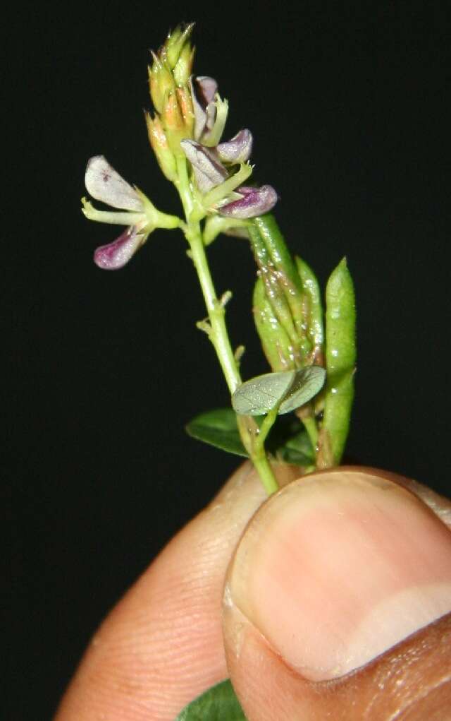 Plancia ëd Alysicarpus vaginalis (L.) DC.