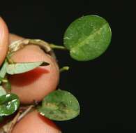 Image of white moneywort