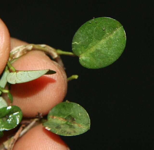 Image of white moneywort