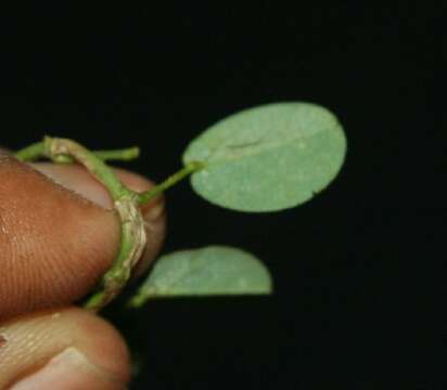 Plancia ëd Alysicarpus vaginalis (L.) DC.