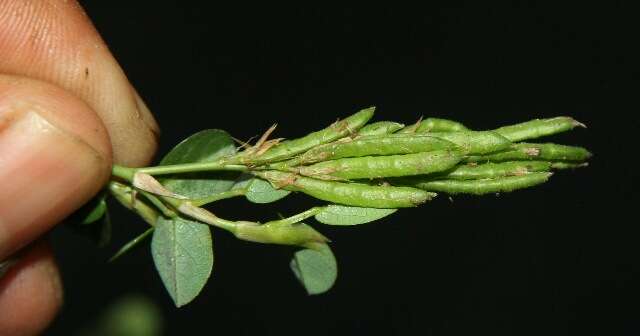 Plancia ëd Alysicarpus vaginalis (L.) DC.