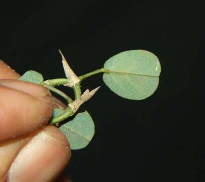 Image of white moneywort