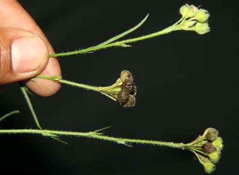 Imagem de Sida linifolia Cav.