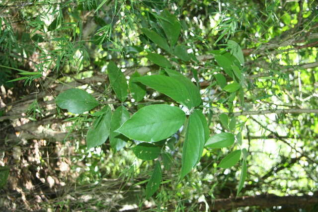 Image of Papilonaceae