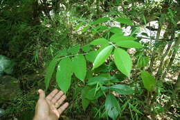 Image of Papilonaceae