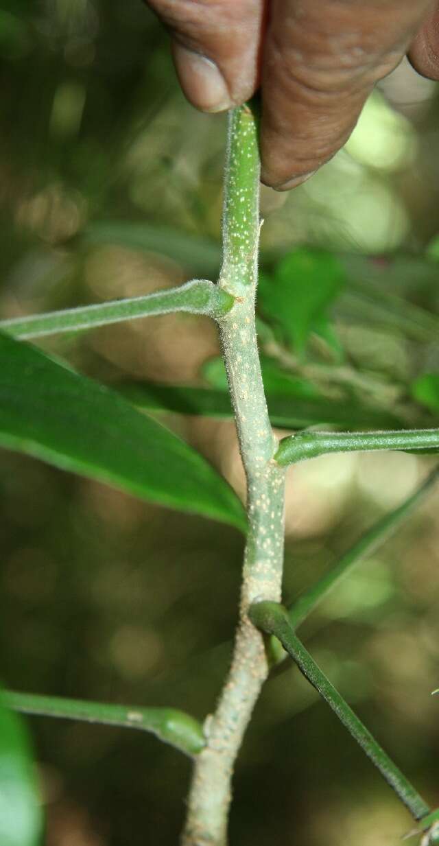 Image of Papilonaceae